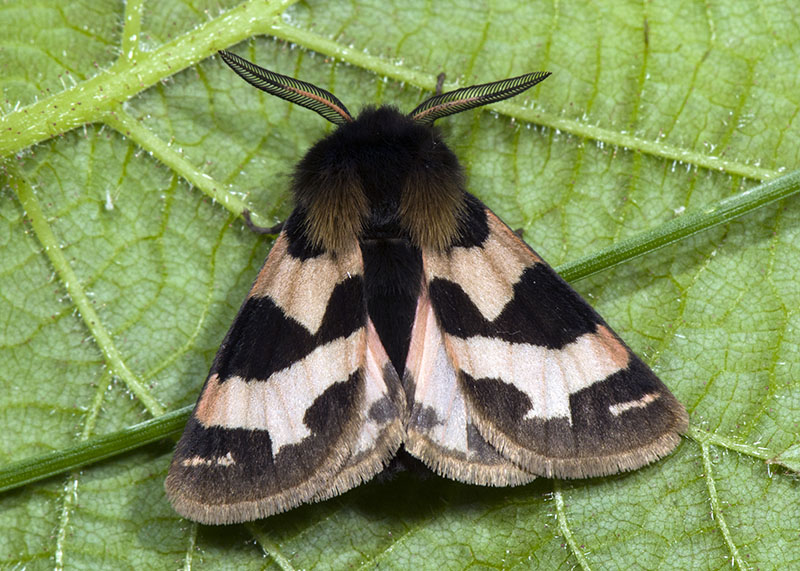 Watsonarctia deserta, Erebidae Arctiinae, ♂